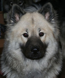 Filurias Cleo