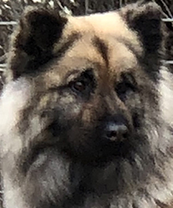 Foxfire Kindful Karma