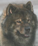 Foxfire Ichicko