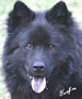 Sunwolf's Dark Knight